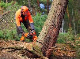 Best Fruit Tree Pruning  in Wading River, NY